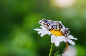 Frog sitting on a white daisy
