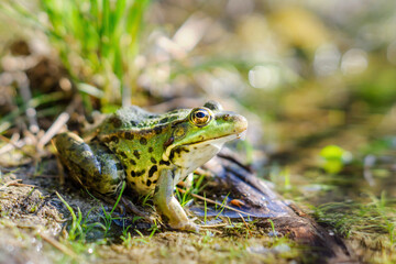 Little green frog on the pond shore
