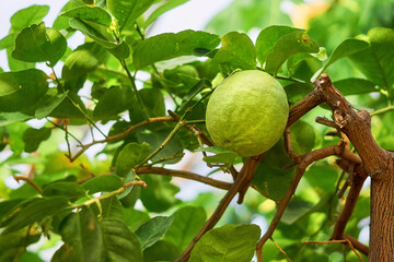 Branches of a lemon tree with dark green leaves and big ripening lemon. Lemon variety 