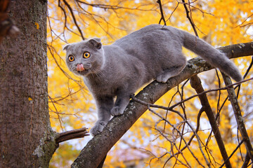 Grey scottish fold cat on a tree