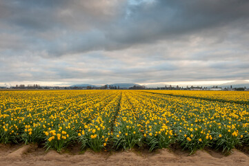 Fototapeta na wymiar Colorful Rows of Bright Yellow Daffodils Growing in the Skagit Valley. The fields of Skagit County burst into bloom with daffodils, a month ahead of the more famous tulips.