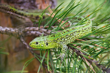Green lizard sitting on a pine branch