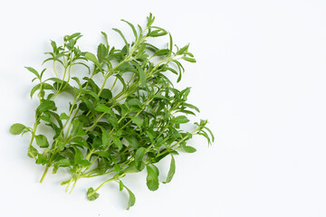 Stevia leaves on white background