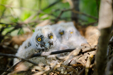 Long-eared Owl Little chicks in the nest