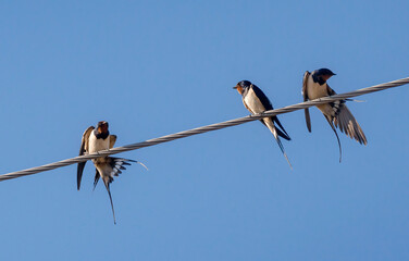 Three barn swallows sit on wires, sky background