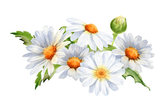 Daisy flower bouquet. Watercolor romantic botanical illustration. Wild floral. Handpainted summer rustic wildflowers. Camomile for card, wedding invitation and other decoration