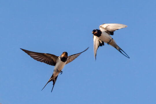 Barn swallows fly, blue sky background