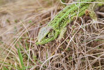 Big green lizard hides in dry grass, early spring. Animal from the 