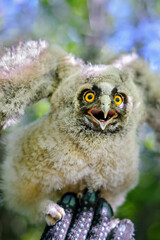 Little long-eared owl, gloved hand