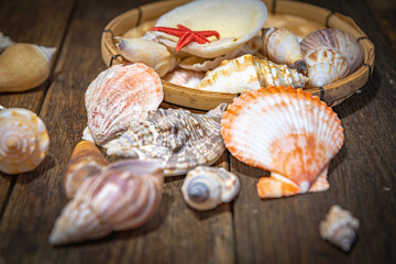 Seashell treasures on wooden old boards.