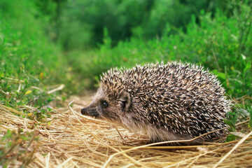 Little hedgehog on a path sprinkled with hay