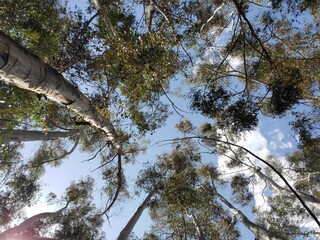 looking up at trees on a clear day