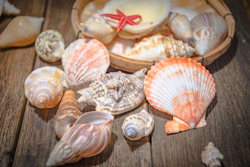 Seashell treasures on wooden old boards.
