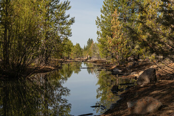 Pine trees reflected in a pond in a forest.