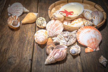 Seashell treasures on wooden old boards.