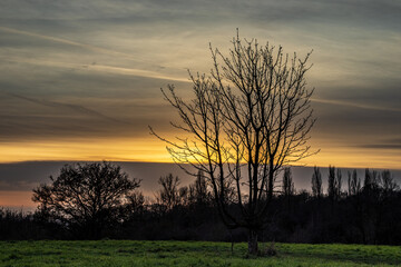 Orange sunset behind the trees