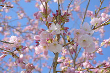 Delicate and beautiful cherry blossom against blue sky background. Sakura blossom. Japanese cherry blossom.
