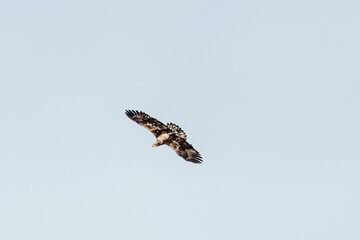 A young eaglet flying with blue sky background, bald eagle young in flight. Taken in northern Canada during spring time. 
