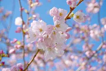 Delicate and beautiful cherry blossom against blue sky background. Sakura blossom. Japanese cherry blossom.