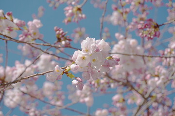 Delicate and beautiful cherry blossom against blue sky background. Sakura blossom. Japanese cherry blossom.