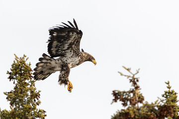 A young eaglet, bald eagle landing on top of a spruce tree with light blue sky behind. Taken in...