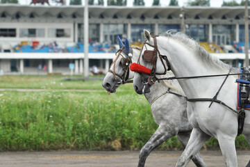 Two grey horse Orlov trotter breed in motion on hippodrome