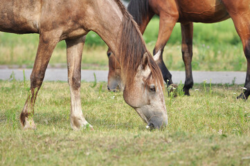Naklejka na ściany i meble Two horses graze in the pasture. Red-gray and bay horses graze next to each other
