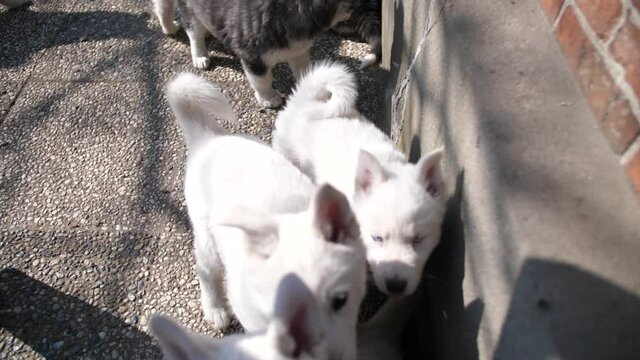 S&uuml;&szlig;e wei&szlig;e Husky Welpen mit blauen Augen spielen und raufen sich