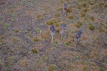 European fallow deer Animals deer