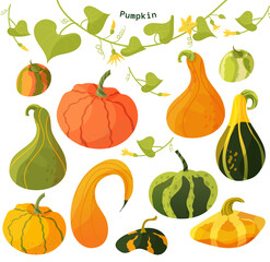A big set of colorful pumpkins with leaf elements. Yellow, orange, green pumpkins with cartoon-style leaves. Vector illustration