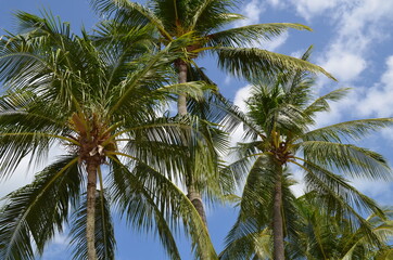 Fototapeta na wymiar coconut palm trees