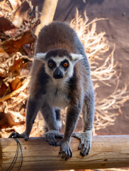 A ring-tailed lemur on a log watches us