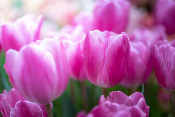 Obraz premium Beautiful bouquet of tulips. colorful tulips. nature background