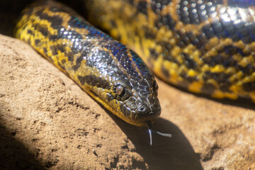 Close-up of a snake showing its tongue