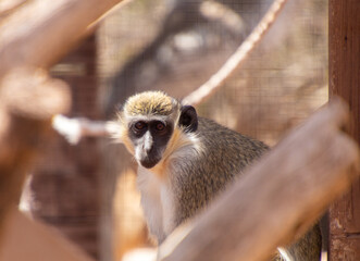 A close up of a little monkey