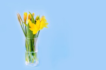 Bouquet of spring yellow daffodils and tulips on a blue background