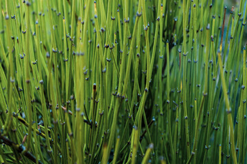 Close Up of Bright Green Reeds