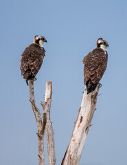 Two young ospreys waiting for parents to feed them.