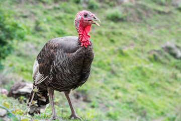 Meleagris, female domestic turkey walking on the grass
