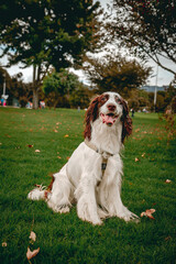 cocker spaniel dog sitting on the grass in a park with trees in the background