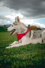 husky dog ​​lying on the grass looking aside