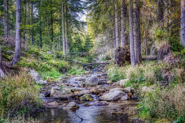 A small brook in the wilderness of the bavarian forest near Finsterau, bavaria