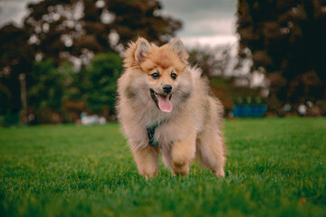 Obraz na płótnie Canvas pomeranian puppy dog ​​with tongue out in the park