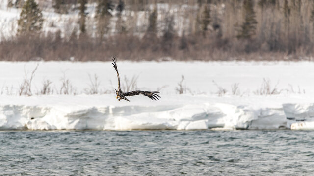 Young eaglet bald eagle learning to fly above a river in northern Canada with snow and ice early spring background and stunning patterns of brown and white on feathers. 