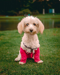 old poodle dog sitting in the park with sick vision problems