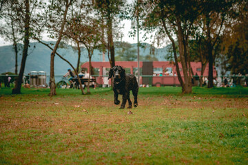black cocker spaniel dog walking on the grass with trees in the background