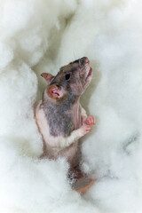 Heavenly Angel Pet Rat