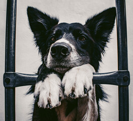 perro retrato de cerca con cara apoyada sobre patas 