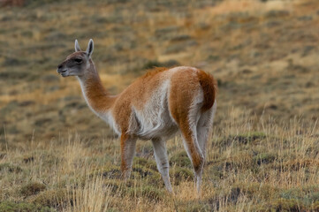 Guanaco in Torres del Paine Chilean Patagonia