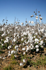 Cotton fields ready to be harvested